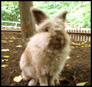 I named this bunny "Chops".  He brings good tidings to all.